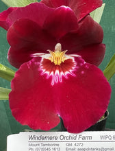 Load image into Gallery viewer, Flask - Oncidium Miltoniopsis Bert Field 'Crimson Glow' (Pansy Orchid)

