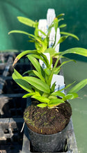 Load image into Gallery viewer, Orchid 50mm Pot Size - Oncidium Twinkle 'Red Fantasy'
