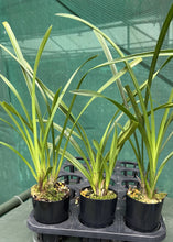 Load image into Gallery viewer, 70mm pot - Tropical Cymbidium Seedlings Mixed Colours/ varieties Lucky Dip
