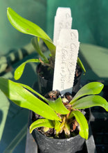 Load image into Gallery viewer, Orchid Seedling  50mm Pot Size - Cattleya Chian Ya Dawn Eagle of Desert
