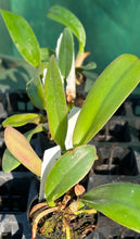 Load image into Gallery viewer, Orchid Seedling  50mm Pot Size - Cattleya Shinfong Lady
