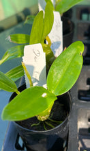 Load image into Gallery viewer, Orchid Seedling 50mm Pot size - Dendrobium Pink Kiss Comet Queen softcane
