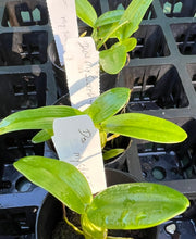 Load image into Gallery viewer, Orchid Seedling 50mm Pot size - Dendrobium My Sweet Wink softcane
