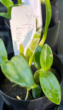 Load image into Gallery viewer, Orchid Seedling 50mm Pot size - Dendrobium Fancy Angel Lycee softcane
