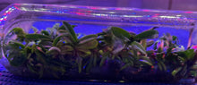 Load image into Gallery viewer, Flask - Aerides crassifolia - Species
