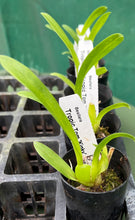 Load image into Gallery viewer, Orchid 50mm Pot Size - Oncidium Beallara Tropic Tom 'Kinky'
