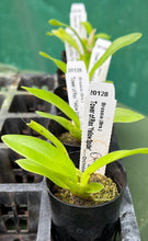 Load image into Gallery viewer, Orchid Seedling 50mm Pot size - Oncidium Brassia Tower of Rex 'Yellow Spider'
