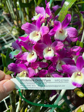 Load image into Gallery viewer, Orchid Seedling 50mm Pot size - Dendrobium Medalist No2 x Haman Lake Dream softcane
