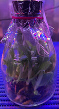 Load image into Gallery viewer, Flask - Paphiopedilum Doya Impulse - Slipper Orchid

