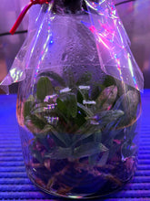 Load image into Gallery viewer, Flask - Paphiopedilum Paph. venustum v. album' - Species - Slipper Orchid
