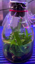 Load image into Gallery viewer, Flask - Paphiopedilum Paph. Michael Koopowitz x sib - Slipper Orchid
