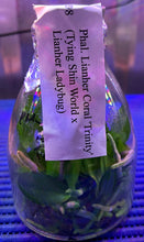 Load image into Gallery viewer, Flask - Phalaenopsis Lian Her Coral 'Trinity'
