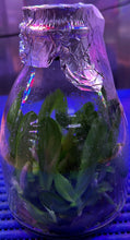 Load image into Gallery viewer, Flask - Phalaenopsis Lian Her Coral 'Trinity'
