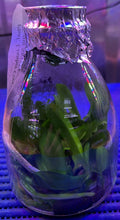 Load image into Gallery viewer, Flask - Phalaenopsis Lian Her Coral 'Trinity'
