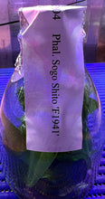 Load image into Gallery viewer, Flask - Phalaenopsis Sogo Shito 'F1941'
