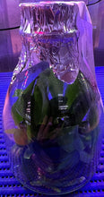 Load image into Gallery viewer, Flask - Phalaenopsis Sogo Shito 'F1941'
