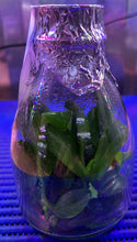 Load image into Gallery viewer, Flask - Phalaenopsis Sogo Shito 'F1941'
