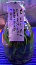 Load image into Gallery viewer, Flask - Phalaenopsis GW Green World 'Snakeskin'
