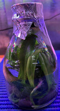 Load image into Gallery viewer, Flask - Phalaenopsis GW Green World 'Snakeskin'
