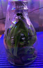 Load image into Gallery viewer, Flask - Phalaenopsis GW Green World 'Snakeskin'
