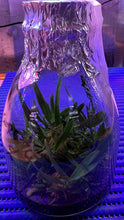 Load image into Gallery viewer, Flask - Renanthera bella - Species
