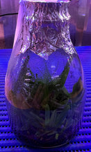 Load image into Gallery viewer, Flask - Renanthera bella - Species
