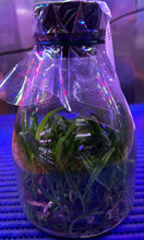 Load image into Gallery viewer, Flask - Dendrobium amabile x sib - Species
