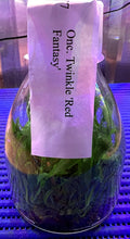 Load image into Gallery viewer, Flask - Oncidium Onc. Twinkle 'Red Fantasy'

