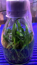 Load image into Gallery viewer, Flask - Oncidium Onc. Twinkle 'Red Fantasy'
