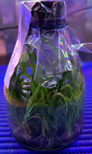 Load image into Gallery viewer, Flask - Oncidium Onc. Twinkle 'Pink Fantasy'

