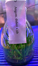Load image into Gallery viewer, Flask - Angraeceum Angcm. didieri x sib - Species
