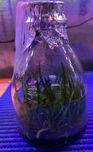 Load image into Gallery viewer, Flask - Angraeceum Angcm. didieri x sib - Species
