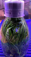 Load image into Gallery viewer, Flask - Oncidium Brassidium Gilded Urchin 'Halo' variegated leaf
