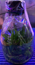 Load image into Gallery viewer, Flask - Vanda ampullacea aurantiaca  - Species
