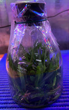 Load image into Gallery viewer, Flask - Vanda ampullacea aurantiaca  - Species
