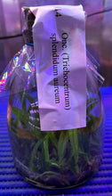 Load image into Gallery viewer, Flask - Oncidium Onc. (Trichocentrum) splendidum aureum - Species
