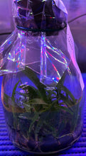 Load image into Gallery viewer, Flask - Oncidium Onc. (Trichocentrum) splendidum aureum - Species
