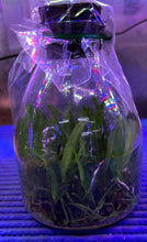 Load image into Gallery viewer, Flask - Oncidium Onc. (Trichocentrum) albococcineum x self - Species
