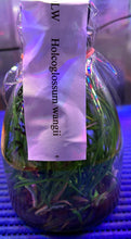 Load image into Gallery viewer, Flask - Vanda Holcoglossum wangii species
