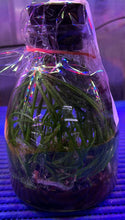 Load image into Gallery viewer, Flask - Vanda Holcoglossum wangii species
