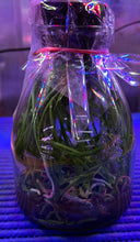 Load image into Gallery viewer, Flask - Vanda Holcoglossum wangii species

