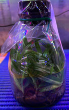 Load image into Gallery viewer, Flask - Paphiopedilum Paph. fairrieanum  x sib - Slipper Orchid species
