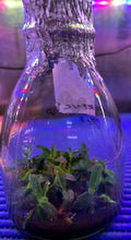 Load image into Gallery viewer, Flask - Renanthera citrina - Species
