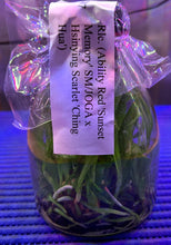 Load image into Gallery viewer, Flask - Cattleya Rlc. Ability Red 'Sunset Memory' x Hsinying Scarlet 'Ching Hua'
