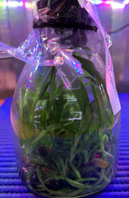 Load image into Gallery viewer, Flask - Cattleya dowiana aurea x Hsinying Tangerine
