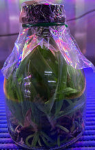 Load image into Gallery viewer, Flask - Cattleya Volcano Blue x Hsinying Mini Sky

