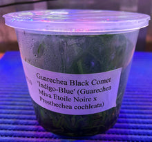 Load image into Gallery viewer, Flask -  Guarechea Black Comet 'indigo blue' (Guarechea Miva Etoile Noire x Prosthechea cochleata
