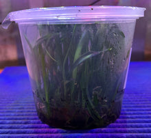 Load image into Gallery viewer, Flask -  Guarechea Black Comet 'indigo blue' (Guarechea Miva Etoile Noire x Prosthechea cochleata
