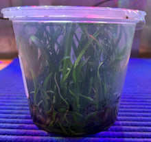Load image into Gallery viewer, Flask -  Guarechea Black Comet 'indigo blue' (Guarechea Miva Etoile Noire x Prosthechea cochleata
