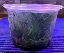 Load image into Gallery viewer, Flask - Vanda curvifolium - Species
